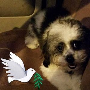 Meet your Posher, Roberta